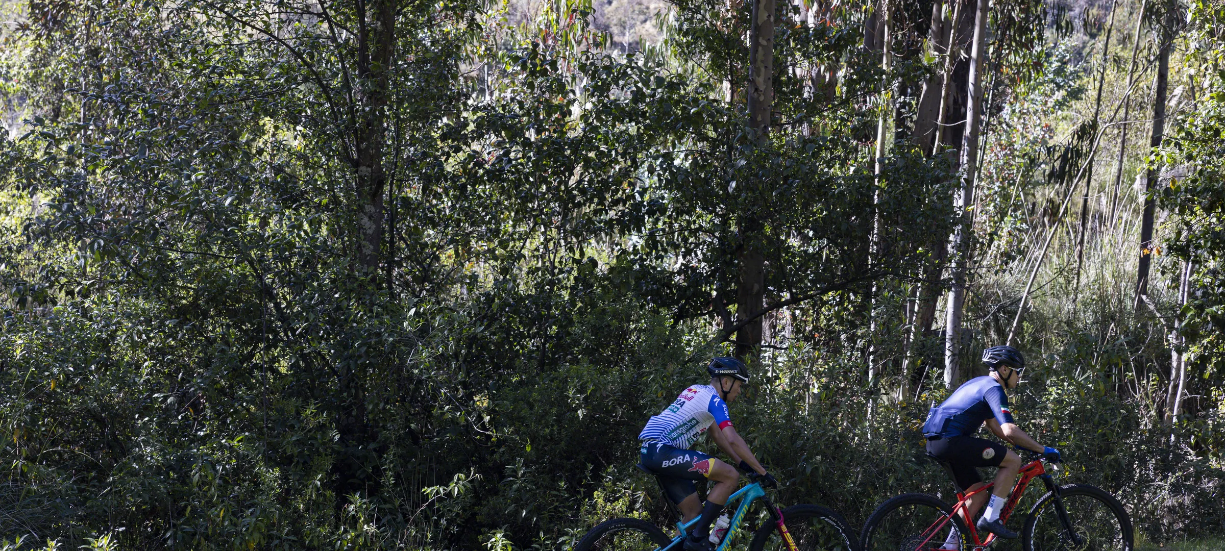 Ciclistas descendiendo por el bosque