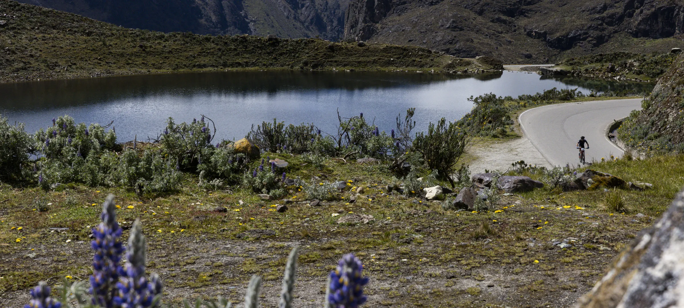 Sendero junto a la laguna con lupinos morados